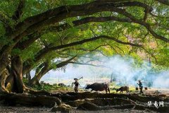 女命伤官能为夫吗,官克比肩好不好