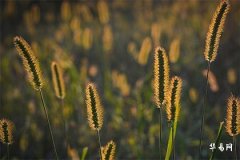 男土命与女水命夫妻：八字相生相克的家庭和谐之道