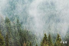 伤官女遇正官流年：命理冲突与应对策略