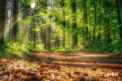 木命用金字的名字可以吗：命理五行相生相克解析