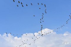 属猪2026的特大孽缘,属猪2025感情和烂桃花