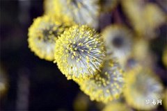 1989年木命与1991年土命：命理学中的相生相克