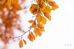 92年猴2026年运势及运程每月运程,2026猴的最佳贵人