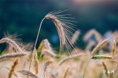 本命年真的是个劫吗,本命年不顺会持续多久