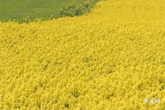 2007属猪今年几岁了,2007是金猪还是土猪