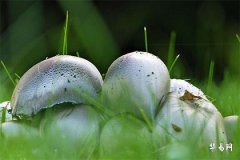 2006年属鸡还是狗,2006属狗婚姻早婚还晚婚