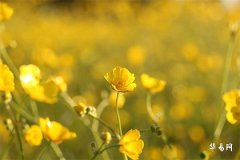 1970年属狗是金命还是土命,70年金狗和什么相克