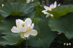 女人右眼跳發大財_女性右眼跳的預兆時辰