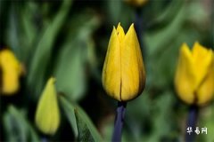 小运播报每日运势2023年11月18日十二生肖今日运势