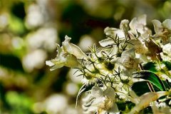 71年的猪是什么命五行属什么,71年猪婚姻最终归宿