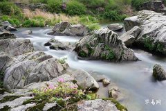 1970年属狗一生三大劫难,70年狗54岁后大事缠身