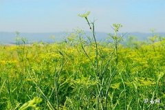 本命年有什么讲究和禁忌,属蛇本命年的大忌