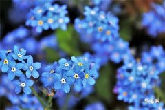 属龙男孩出生的四个最佳时辰,龙最命苦三个时辰