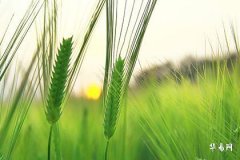 辟邪葫芦挂在客厅东南方好吗？风水布局与功效解析