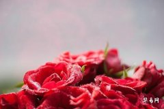 1975年属兔桃花劫, 75的兔今年有无烂桃花