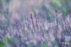 本命年有个劫是什么意思,本命年劫是好事还是坏事