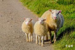 2015年属羊沙中金命六月出生命理解析