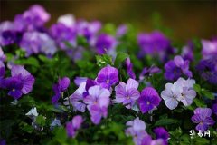 2007年属猪是土命还是火命,属猪人不宜去的城市