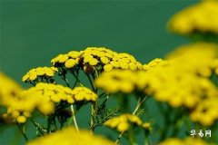 本命年可以过生日吗,本命年蛇年能过生日吗