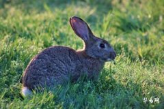 属兔不能带三样东西