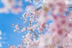 1970屬狗人的命不好嗎,70屬狗男2026的全年運勢