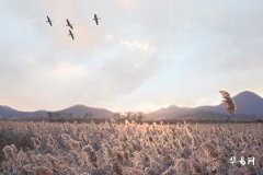 93年鸡2026年运势怎么样,93鸡在2026年必有一灾