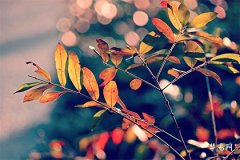 2007年属猪男孩一生运势,2007年属猪男有出息吗