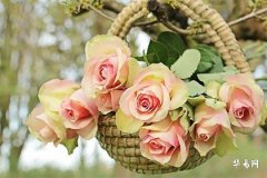 属虎在什么方位发展比较顺利,虎人最旺的行业