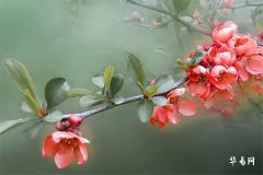 女命伤官学历高吗,印在哪一柱学历高