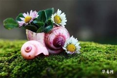 生肖狗是哪几年,属狗的6合贵人