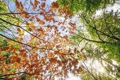 2005属鸡最佳婚配属相,2005属鸡男孩一生命运