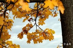 2005年属鸡的男孩是什么命,05属鸡男孩有官运吗