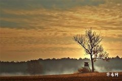 五行木旺缺火忌什麽,木旺到底是補火還是補金