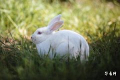 属兔不能配什么属相：婚配宜忌全解析