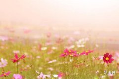 小运播报每日运势2023年11月26日十二生肖今日运势