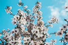 2007年属猪求学方向,2007年属猪的男孩学业