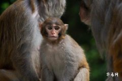 92年属猴剑锋金命适合什么工作解析