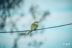 本命年真的有情劫吗,本命年是烂桃花还是正缘