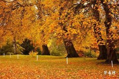 八卦凸面镜风水作用详解与使用指南