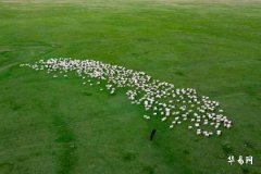 1955年属羊沙中金命的命运怎么样