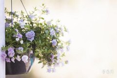 男金命女木命的婚姻：八字命理与婚配分析