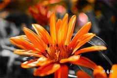 95猪女2026每月运势,95年猪最难熬的三年