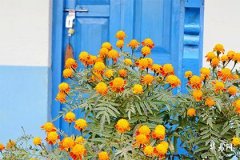 2006年属狗的最佳配偶,狗最忌讳的三个属相