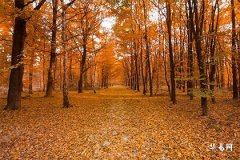 1971年男猪最佳婚配表,71年的猪男二婚正缘