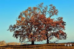 元宵节不上坟祭祖可以吗,上坟送灯送单还是双