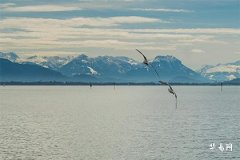 月柱壬申男命运深度解析：性格、事业与健康