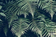 2006年属什么生肖,属狗的做什么行业最赚钱