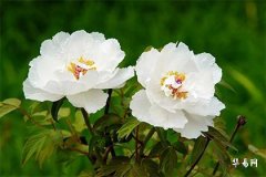 1991年土命与1994年火的婚姻分析