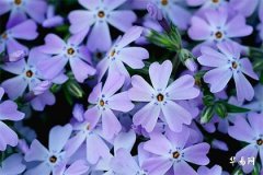 木命养什么植物：饿木命人的植物选择与风水改运