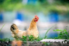 1993年鸡剑锋金命农历六月命理解析